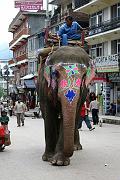 31 Manali elefante in città